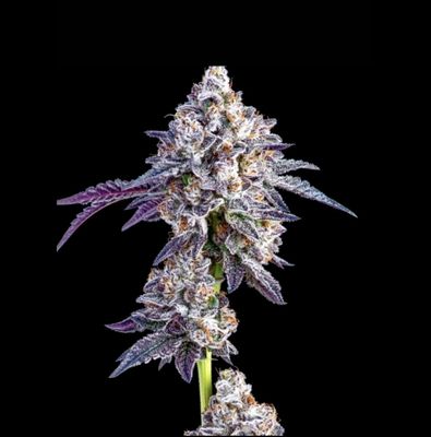 Apples &amp; Bananas Seeds