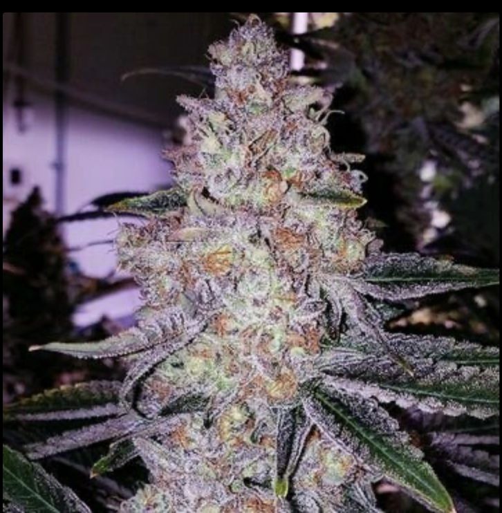 Lemon Cherry Gelato Seeds
