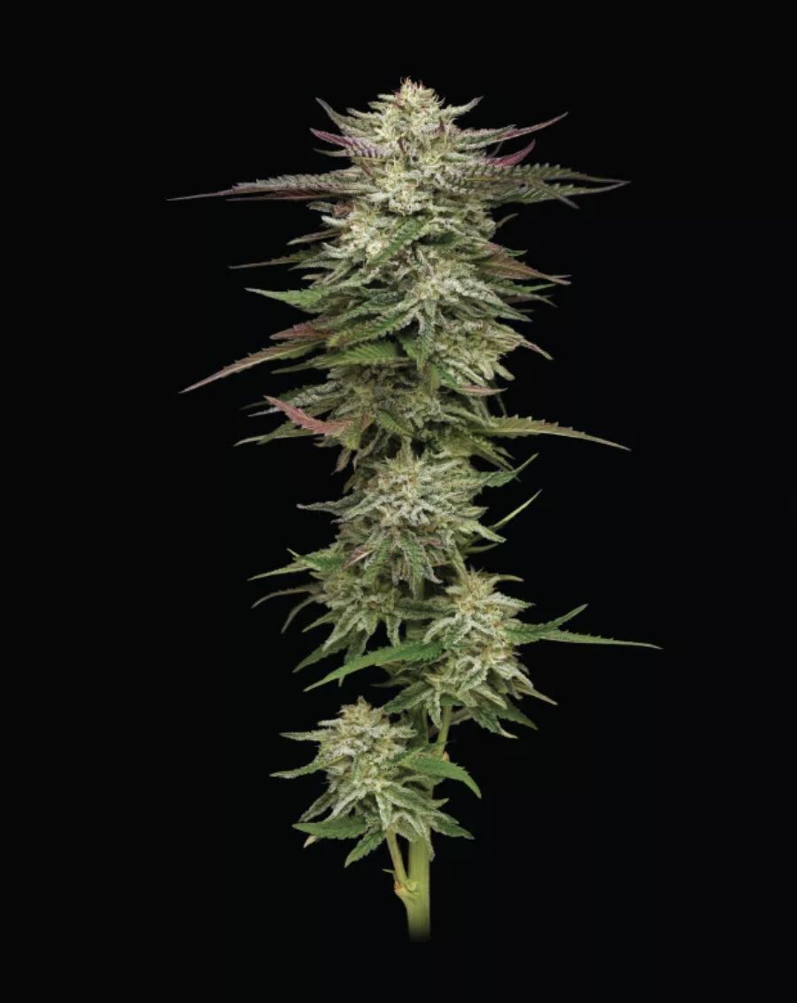 Humboldt Headband Auto Seeds
