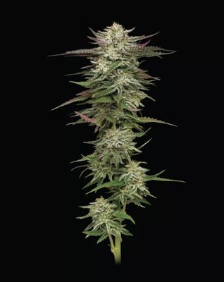 Humboldt Headband Auto Seeds
