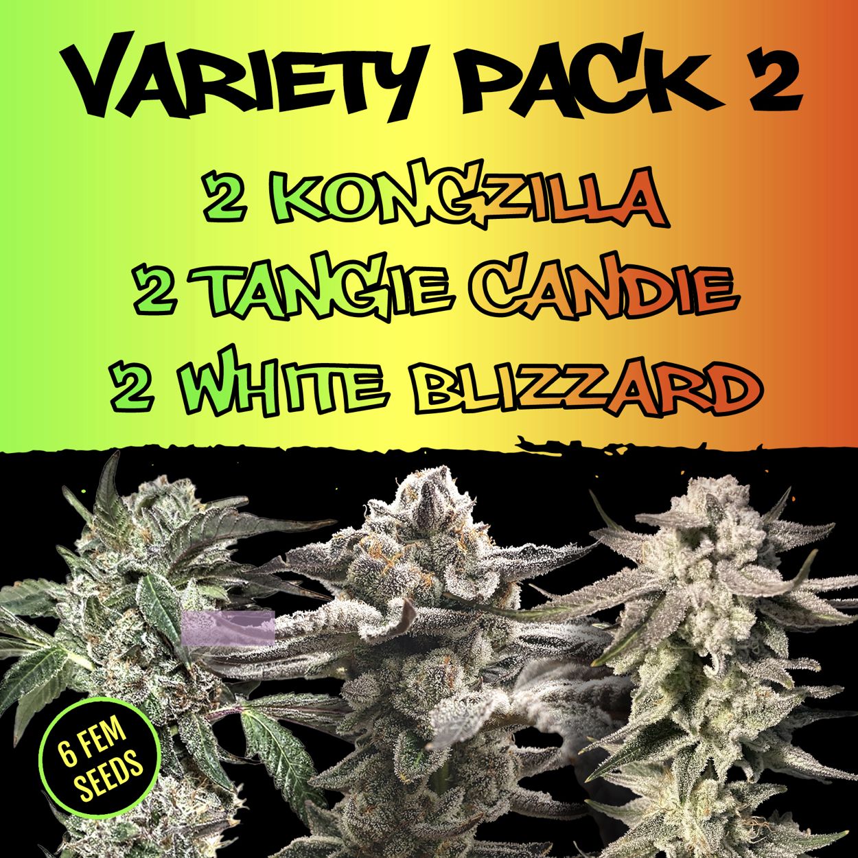 Feminized Seeds Variety Pack 2- Kongzilla - Tangie Candie - White Blizzard