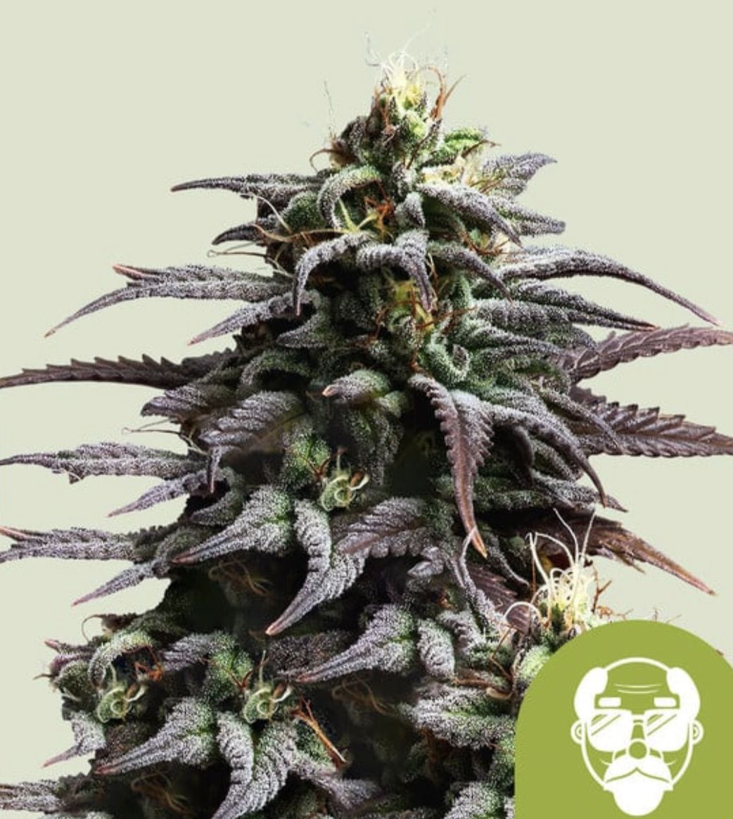 Granddaddy Purple Auto Seeds - Royal Queen Seeds-3 Seeds