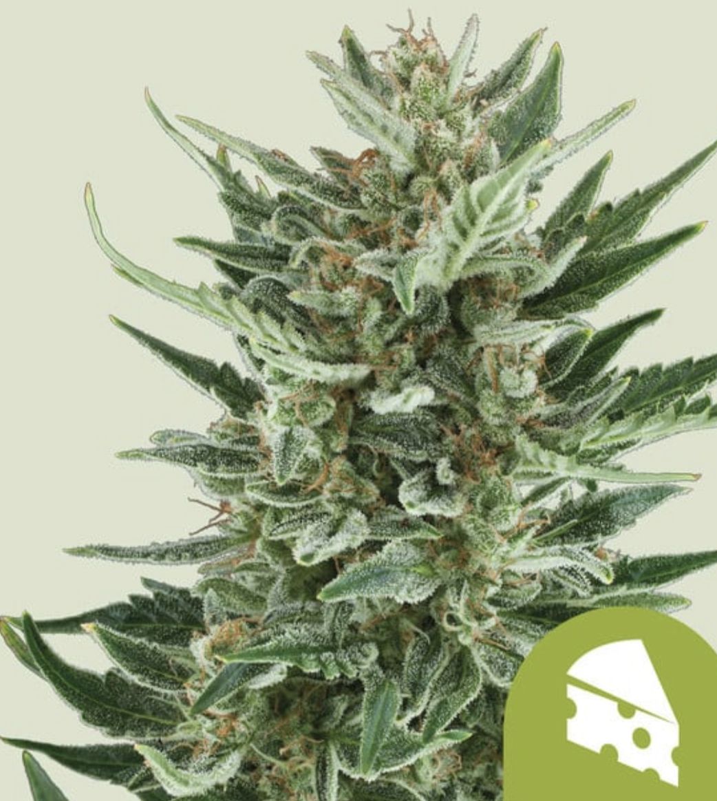 Royal Cheese Auto Seeds-Royal Queen Seeds-3 Seeds