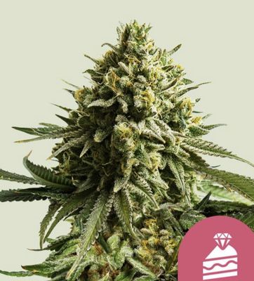 Wedding Cake Seeds - Royal Queen Seeds-3 Seeds