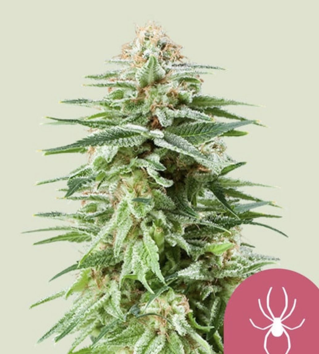 White Widow Seeds - Royal Queen Seeds-Royal Queen Seeds-3 Seeds