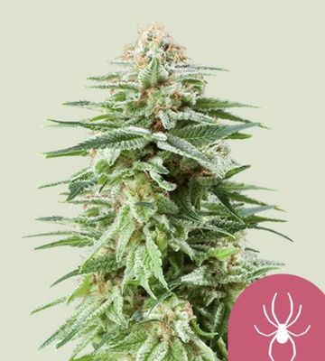 White Widow Seeds - Royal Queen Seeds-Royal Queen Seeds-3 Seeds