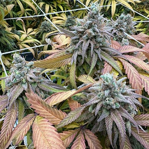 Frost Advisory Regular Seeds