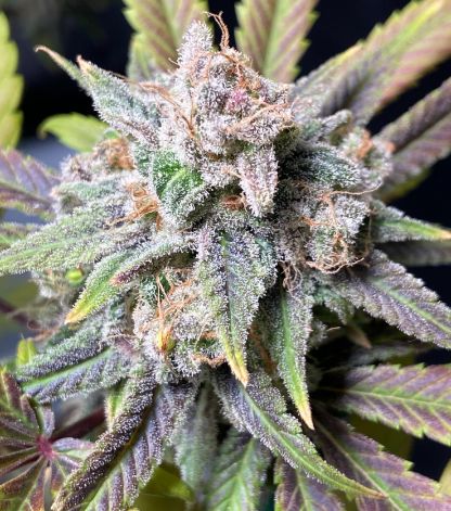 Sugar Momma Seeds - B.P. Seed Co