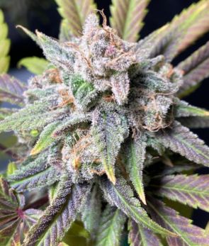 Mn. Frost Seeds - B.P. Seed Co