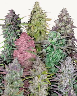 Mix Pack Auto Seeds - 420 Fast Buds - 5 Seeds