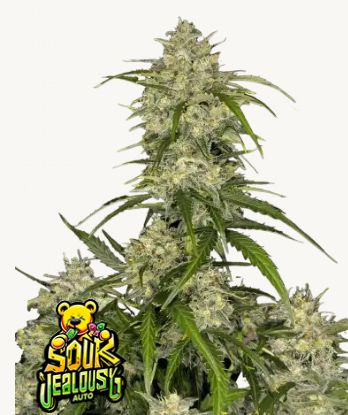 Sour Jealousy Auto Seeds - 420 Fast Buds - 5 Seeds