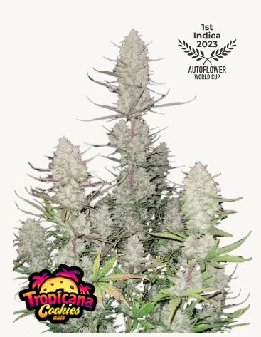 Tropicana Cookies Fast Flowering Feminized Seeds - 420 Fast Buds-3 Seeds