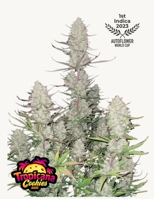 Tropicana Cookies Fast Flowering Feminized Seeds - 420 Fast Buds-3 Seeds