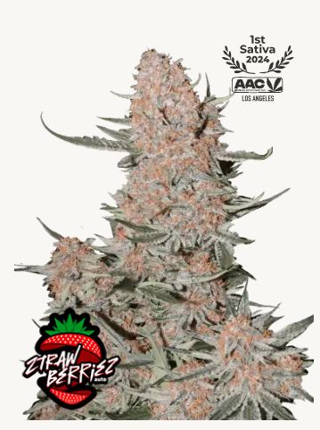 Ztrawberriez Auto Seeds - 420 Fast Buds - 3 Seeds