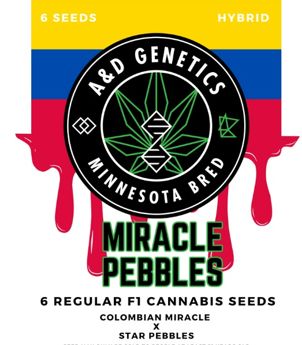 Miracle Pebbles: A &amp; D Genetics 6 Regular Seeds