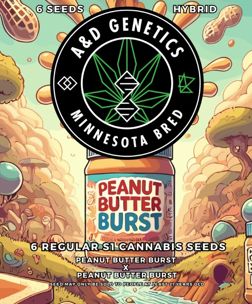 Peanut Butter Burst: A &amp; D Genetics 6 Regular Seeds
