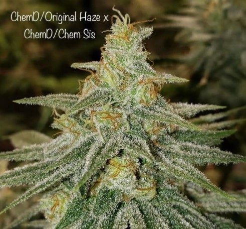 ChemD/O.Haze x ChemD/ChemSis Seeds-Cannarado-6 Seeds