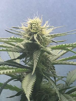 Lamb&#39;s Breath Legend Seeds