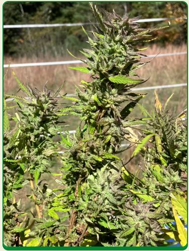 Irie Select-Lamb&#39;s Breath Seeds-10 Regular Seeds