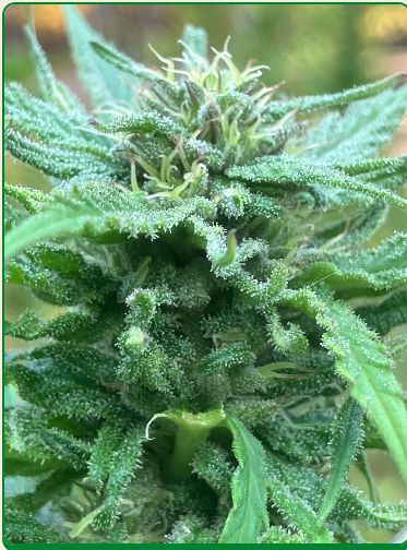 Respect Seeds-Lamb&#39;s Breath