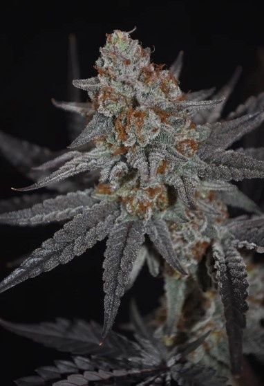 Jezebel Cookies-Kindway Farms-5 Seeds