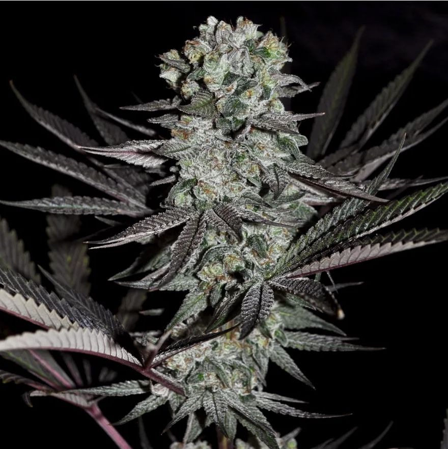 Rockin&#39; Dog Seeds-Kindway Farms-5 Seeds