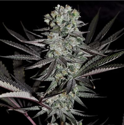 Rockin&#39; Dog Seeds-Kindway Farms-5 Seeds