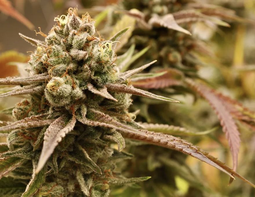 Love Whip Seeds-Kindway Farms-5 Seeds