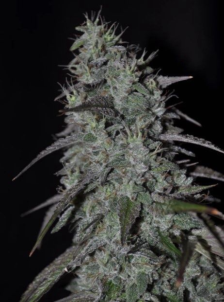 Cujo-Kindway Farms-5 Seeds