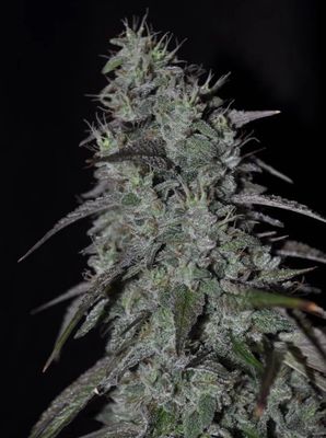 Cujo-Kindway Farms-5 Seeds
