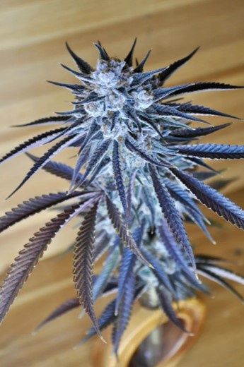 Love Cookies-Kindway Farms-5 Seeds