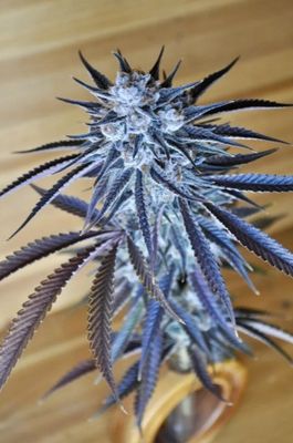 Love Cookies-Kindway Farms-5 Seeds
