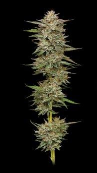 Banana OG Feminized - Humboldt Seed Co - 5 Seeds
