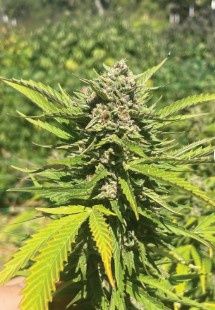 Banana Melt Feminized Seeds - Humboldt Seed Co - 5 Seeds