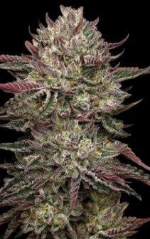 Chicken N' Wafflez-Humboldt Seed Co-5 Seeds