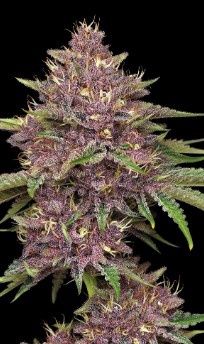 PURPZ - Humboldt Seed Co - 5 Seeds