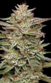 Banana OG Auto - Humboldt Seed Co - 5 Seeds