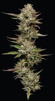 Moon Fog - Humboldt - 5 Seeds