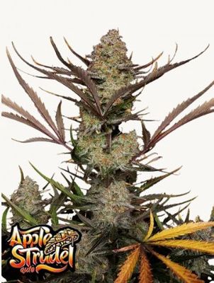 Apple Strudel Auto - 420 Fast Buds - 3 Seeds