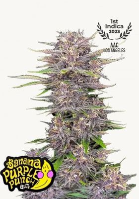 Banana Purple Punch Auto - 420 Fast Buds - 3 Seeds