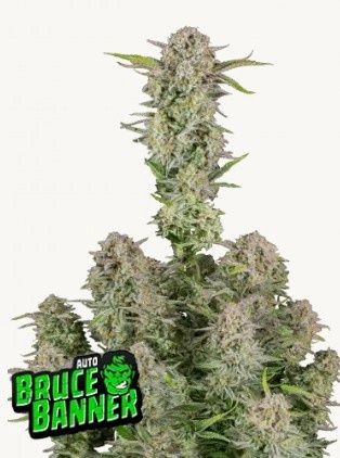 Bruce Banner Auto Seed - 420 Fast Buds - 3 Seeds
