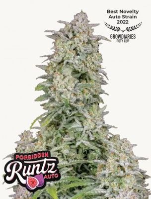 Forbidden Runtz Auto - 420 Fast Buds - 3 Seeds