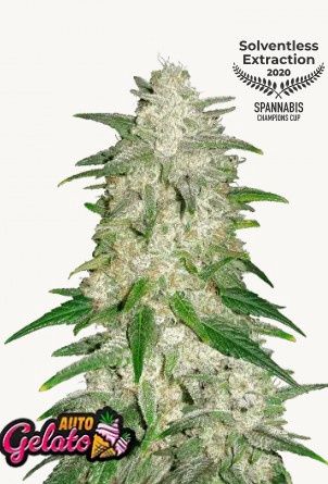 Gelato Auto - 420 Fast Buds - 3 Seeds