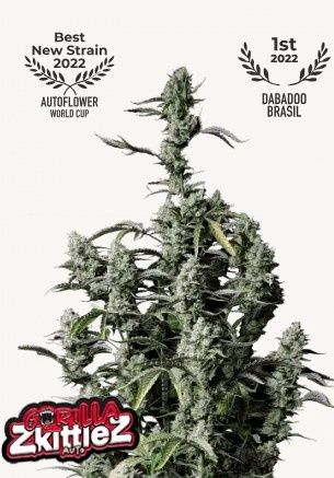 Gorilla Zkittlez Auto - 420 Fast Buds - 3 Seeds