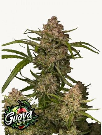 Guava Auto - 420 Fast Buds - 3 Seeds
