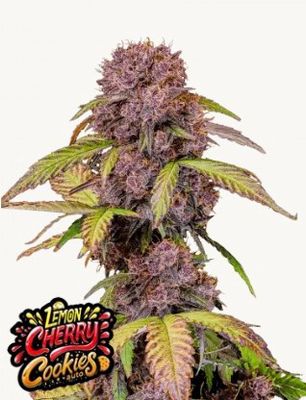 Lemon Cherry Cookies Auto - 420 Fast Buds - 3 Seeds
