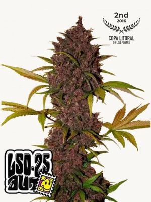 LSD-25 Auto - 420 Fast Buds - 3 Seeds