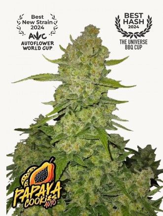 Papaya Cookies Auto - 420 Fast Buds - 3 Seeds