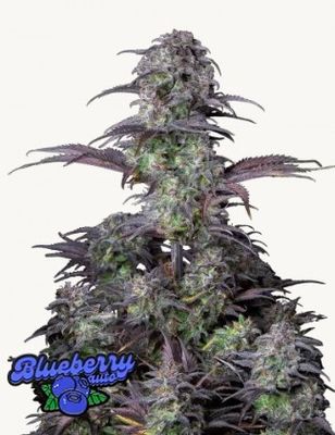 Original Auto Blueberry - 420 Fast Buds - 3 Seeds