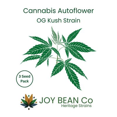 OG Kush Autoflower - JOY BEAN Co - 3 Seed Pack